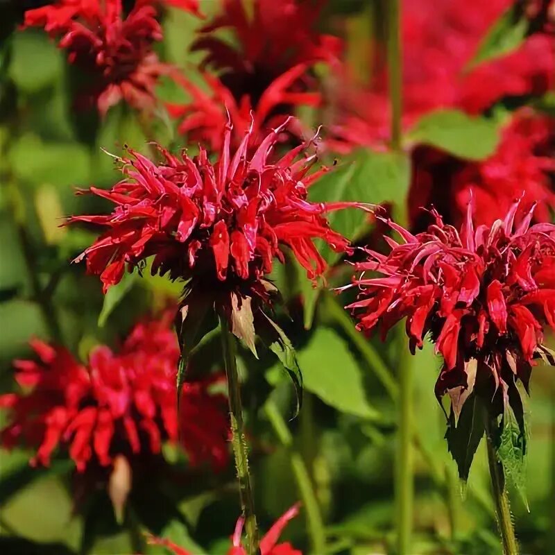 Растения красной фото и названия 1 Red Bee BALM MONARDA JACOB Клайн растение eBay