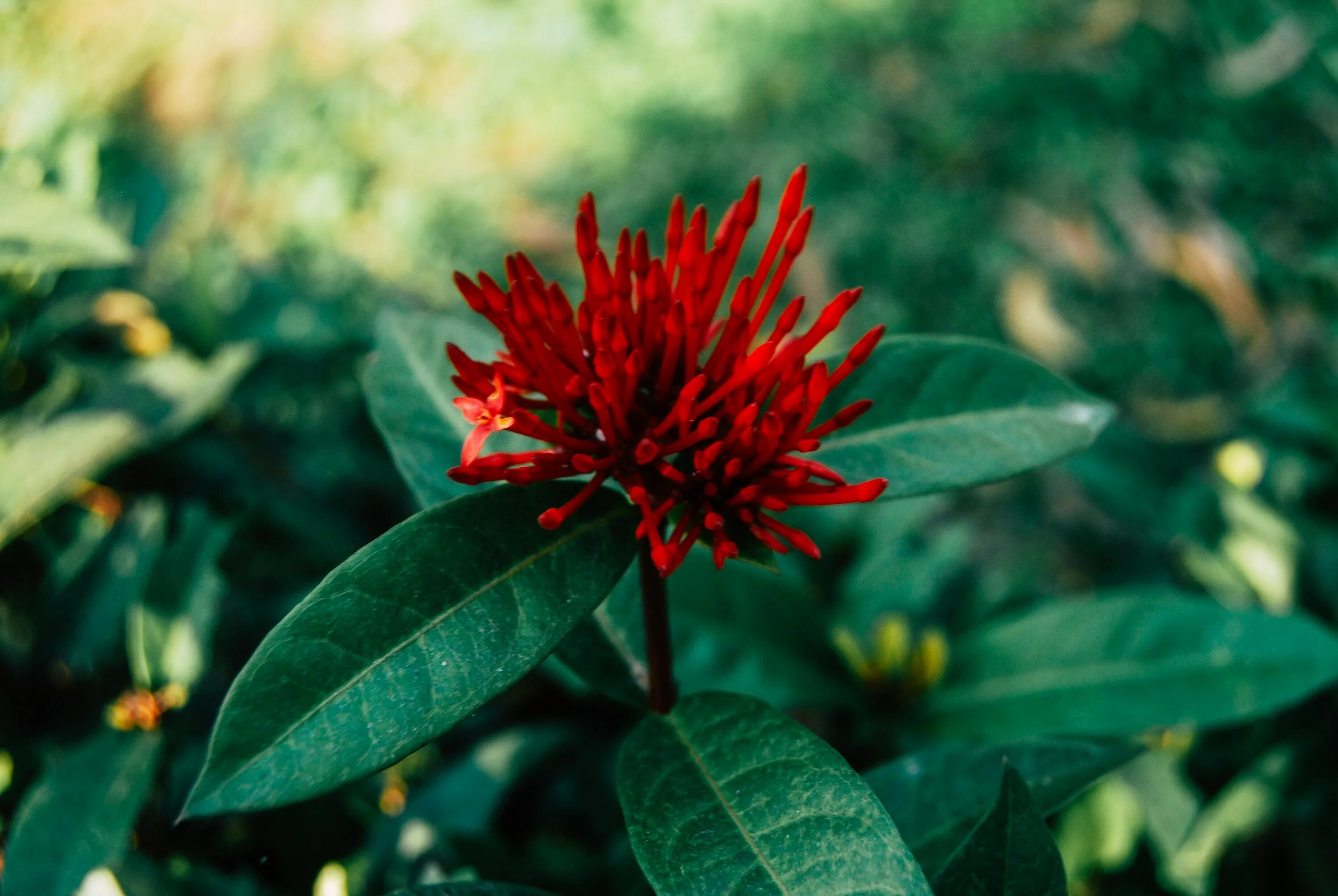 Растения красной фото и названия Free Images : flower, leaf, red, flowering plant, botany, petal, herbaceous plan