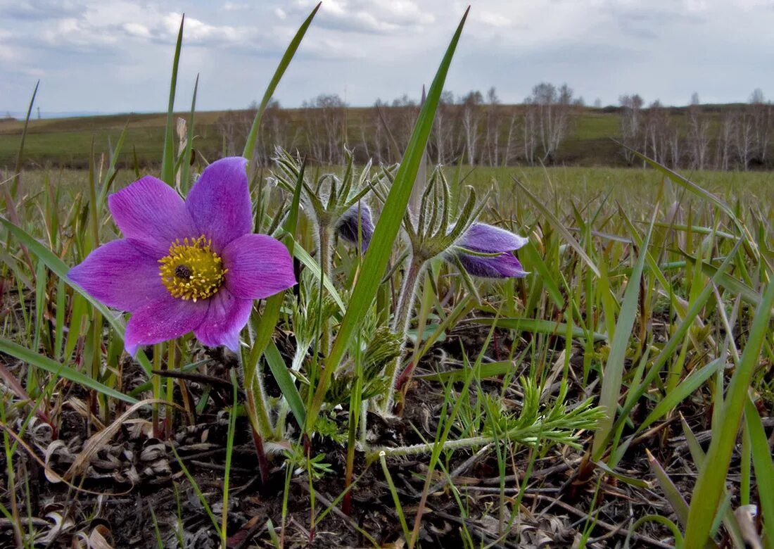 Растения красной книги красноярского края фото Pulsatilla turczaninovii - Изображение особи - Плантариум