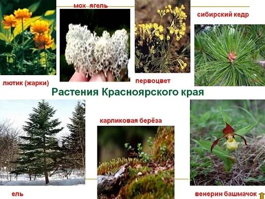 Растения красной книги красноярского края фото Проект Разнообразие природы Красноярского края 3 класс - как сделать?