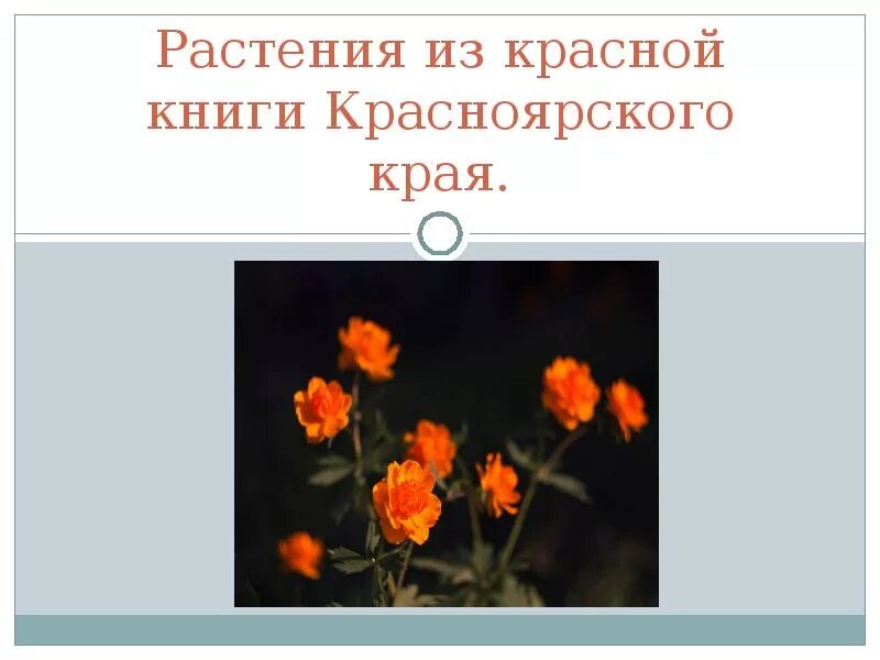 Растения красной книги красноярского края фото Цветок Красноярского Края - Erpies.ru