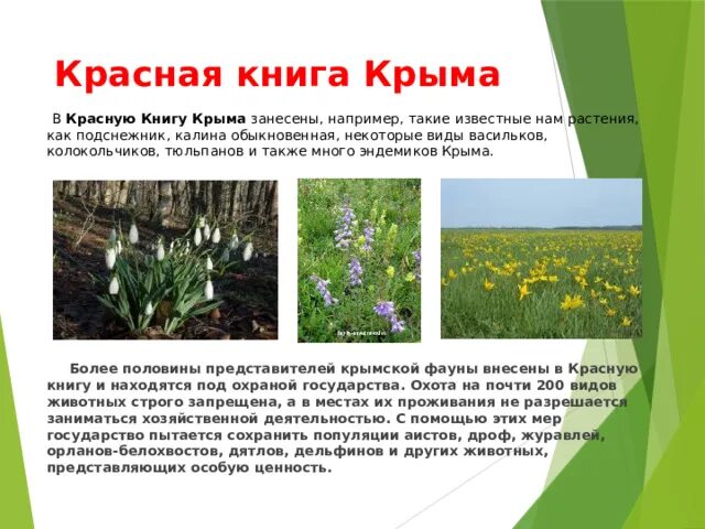 Растения красной книги крыма фото и описание Презентация " Мой Крым"