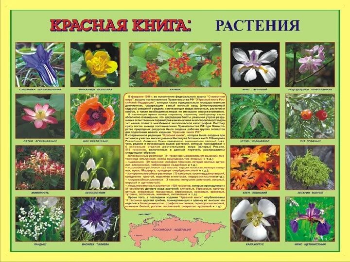 Растения красной книги названия фото Презентация на тему : Красная книга России.