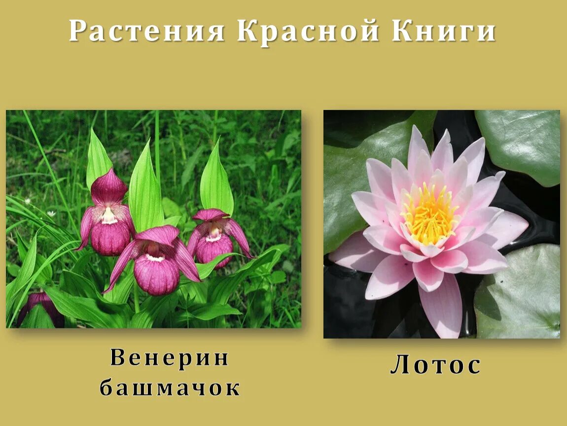 Растения красной книги названия фото Презентация для начальной школы "Красная книга"