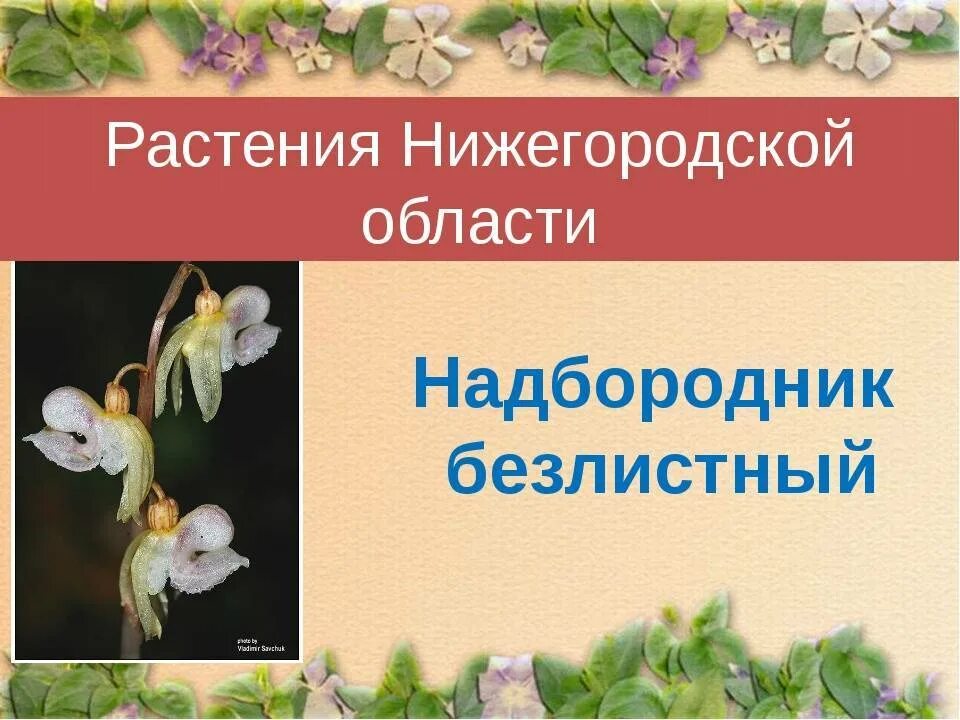 Растения красной книги нижегородской области фото Красная книга нижегородской области проект