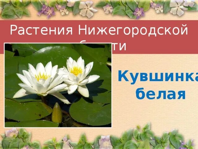 Растения красной книги нижегородской области фото Тема: "Охрана растений. Красная книга России"