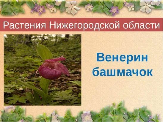 Растения красной книги нижегородской области фото 53) Одноклассники Garden, Plants