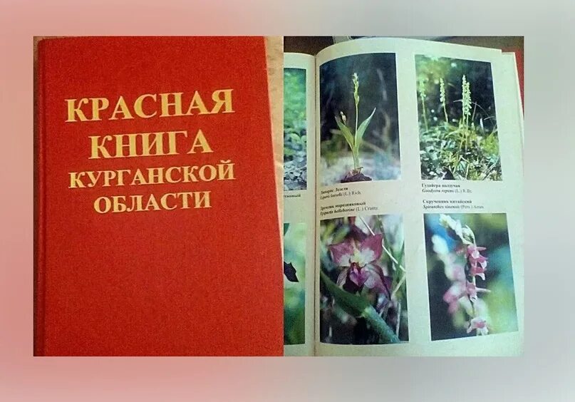 Растения красной книги рязанская область фото Новости