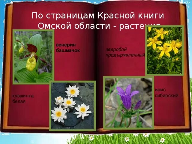 Растения красной книги рязанская область фото Презентация "По страницам Красной книги" - внеурочная работа, презентации