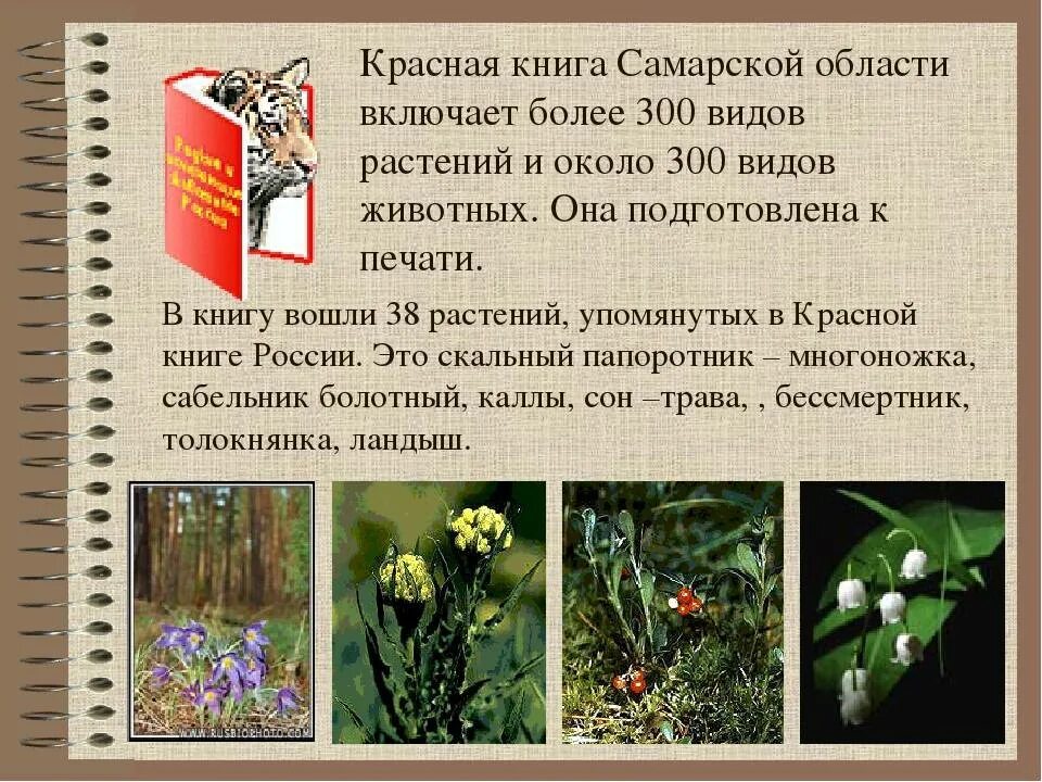 Растения красной книги самарской области фото Редкие растения самарской области проект