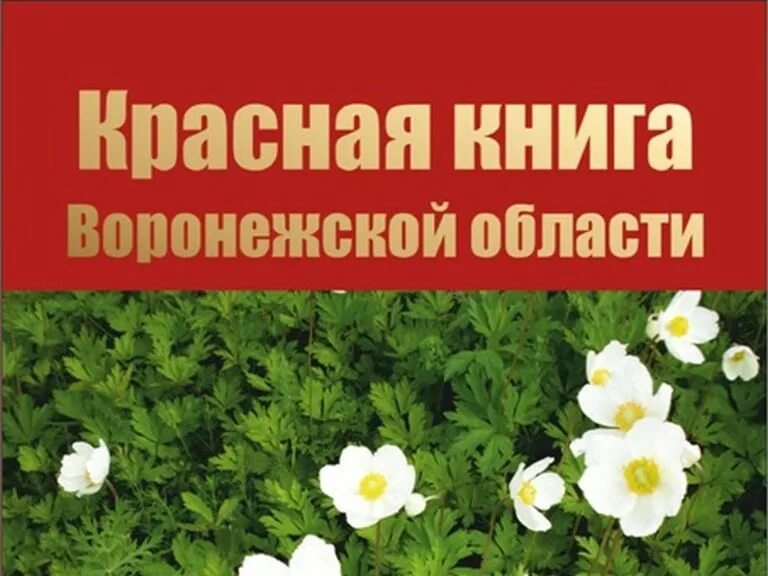 Растения красной книги воронежской области фото По страницам Красной книги" 2020, Грибановский район - дата и место проведения, 