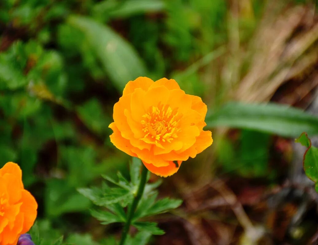 Растения красноярского края фото и описание Trollius asiaticus - Image of an specimen - Plantarium