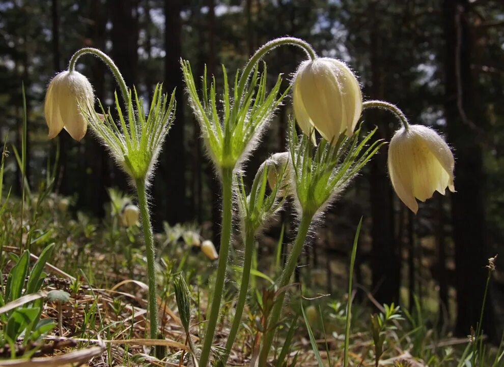 Растения красноярского края фото и описание Pulsatilla orientali-sibirica - Image of an specimen - Plantarium