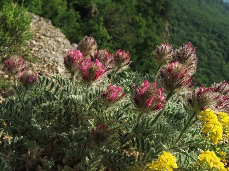 Растения крыма фото и названия Astragalus setosulus - Image of an specimen - Plantarium