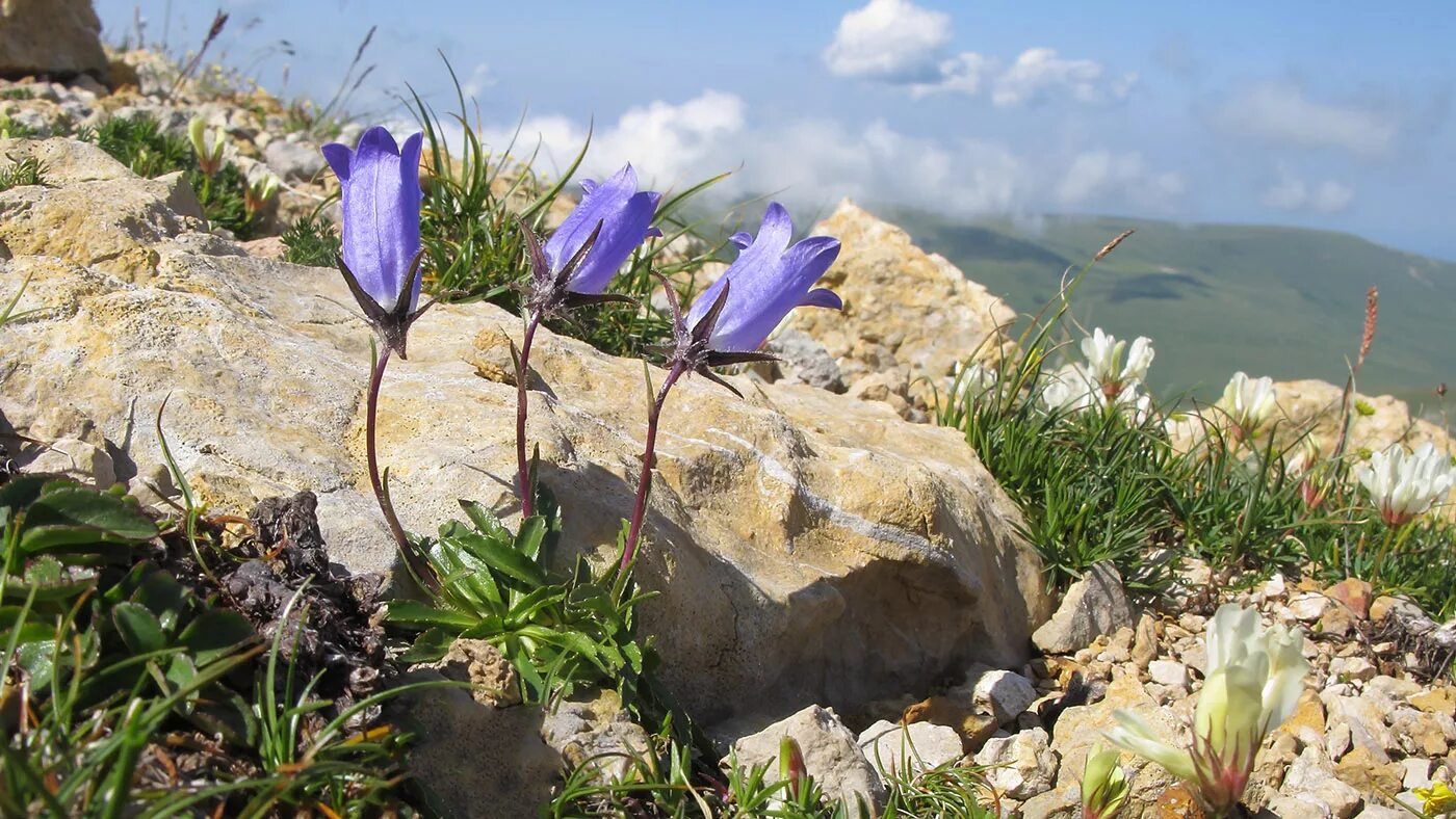 Растения крыма фото и названия Campanula ciliata - Image of an specimen - Plantarium