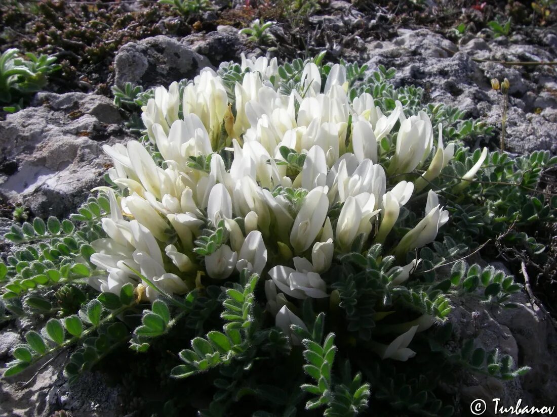 Растения крыма фото и названия Astragalus rupifragus - Image of an specimen - Plantarium