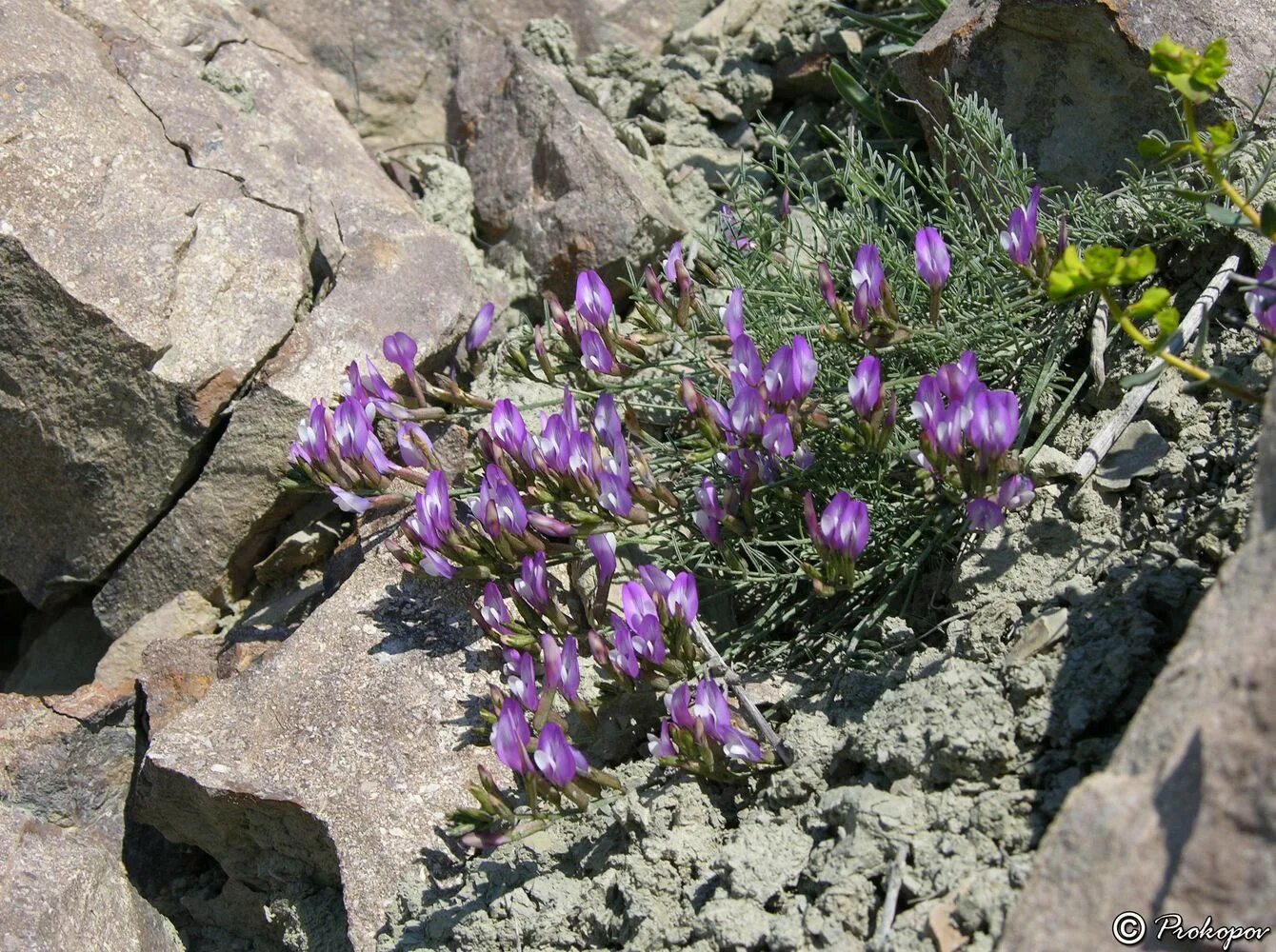 Растения крыма фото и названия Astragalus subuliformis - Image of an specimen - Plantarium