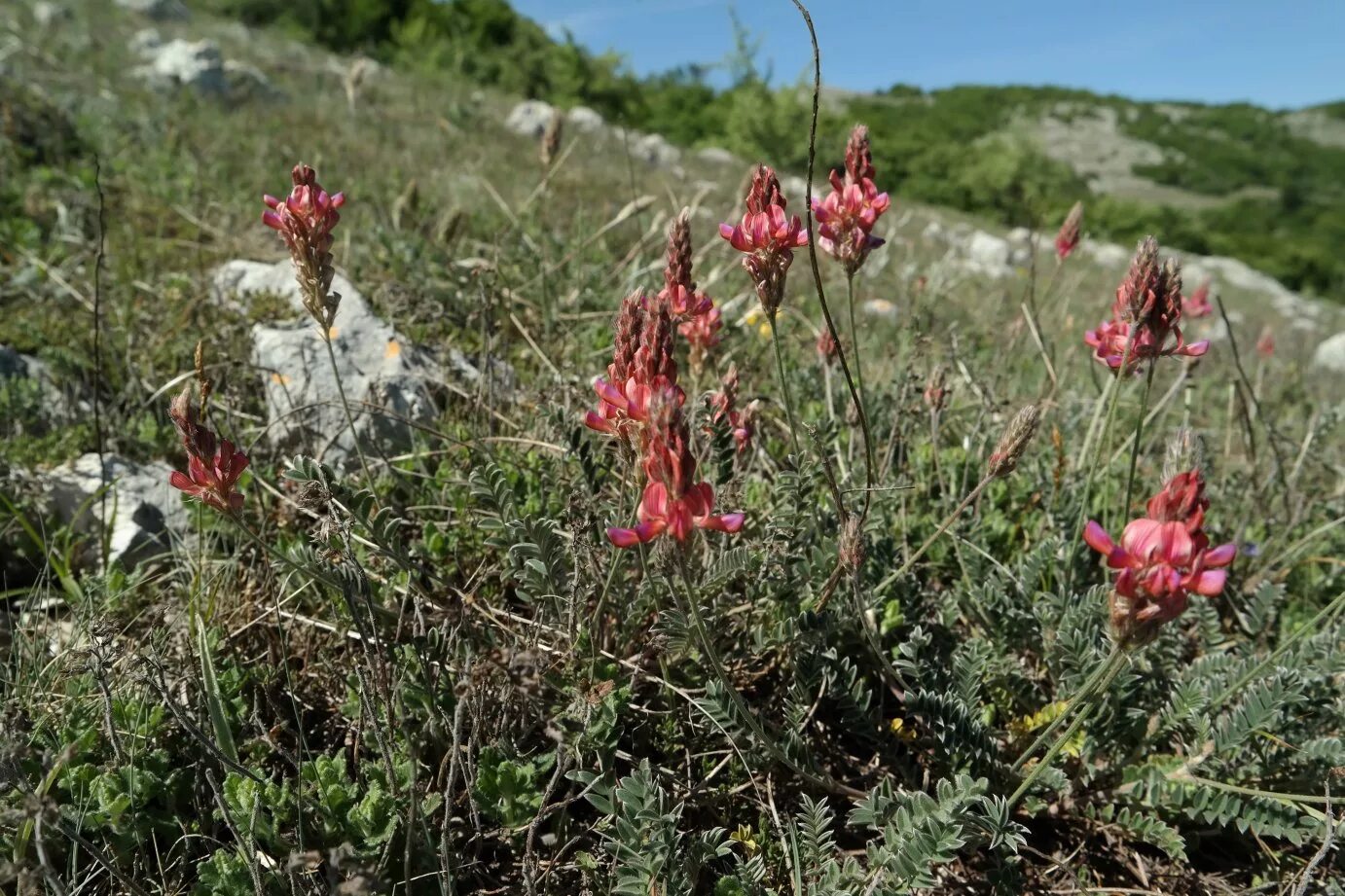 Растения крыма фото и названия Onobrychis jailae - Image of an specimen - Plantarium