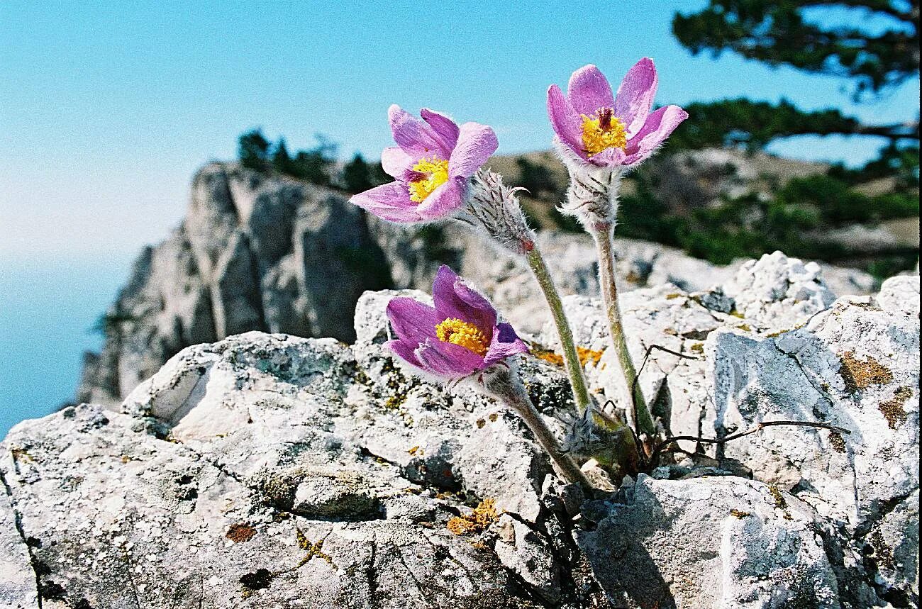 Растения крыма фото и названия Фото с тегом "крымский заповедник снято пленка" - Russian Traveler