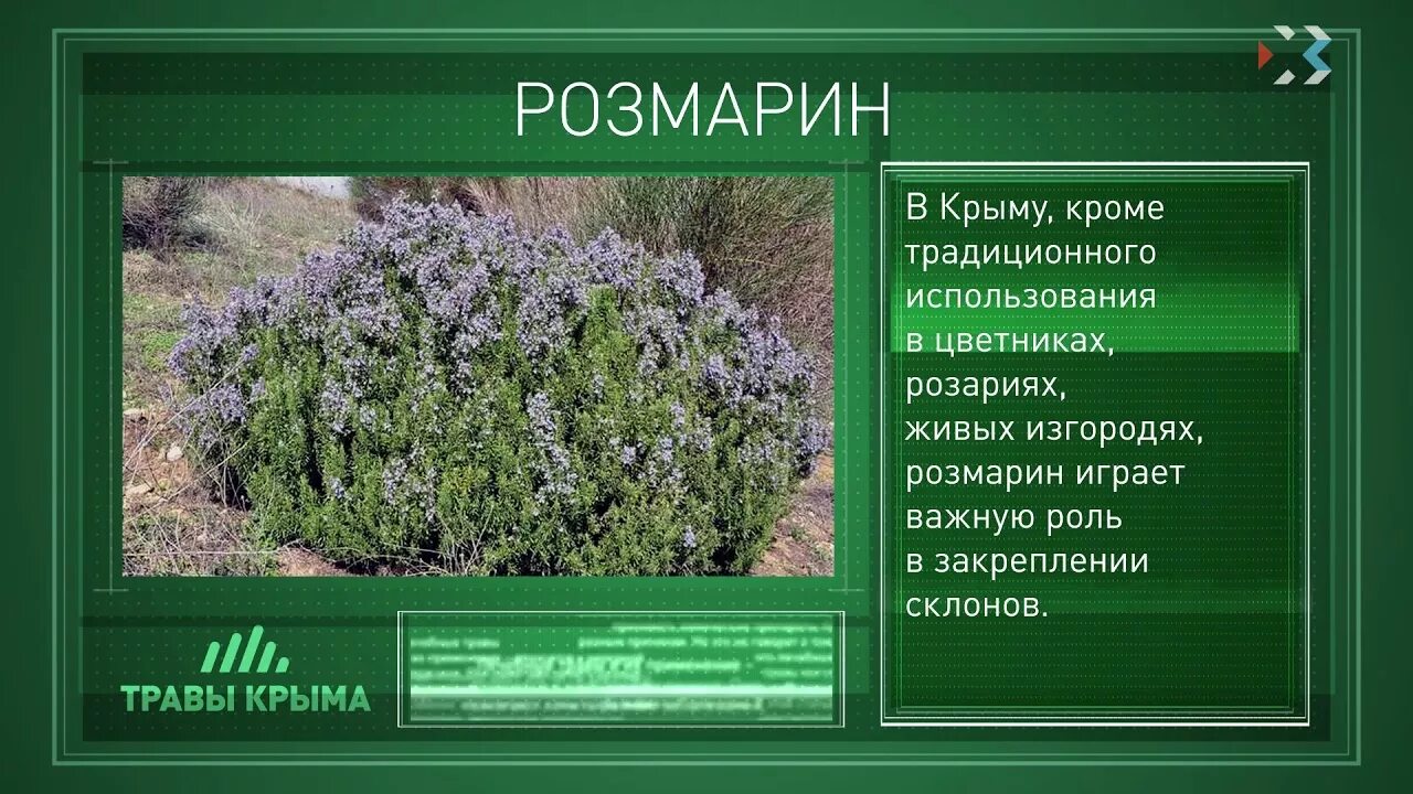 Растения крыма фото и описание Травы Крыма. Выпуск 75. РОЗМАРИН - YouTube