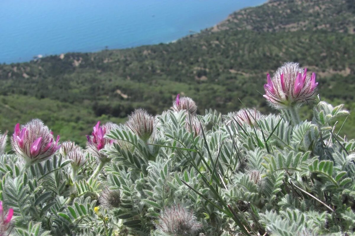 Растения крыма фото и описание Astragalus setosulus - Image of an specimen - Plantarium