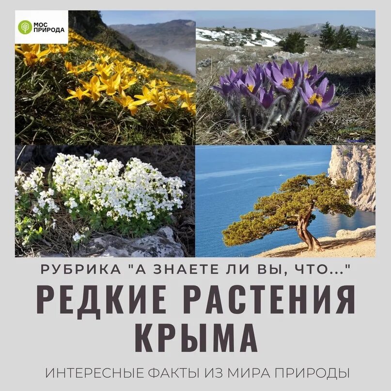 Растения крыма фото и описание В Крыму произрастают около 2400 видов растений. 118 видов растений Крымского пол