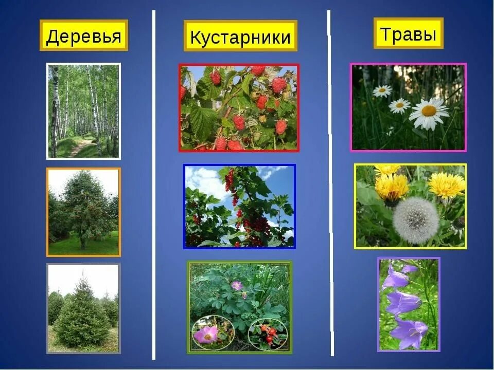 Растения кустарники названия и фото Хорошо, что есть цветы. Есть деревья и кусты" -развлекательная программа ЛО-- 20