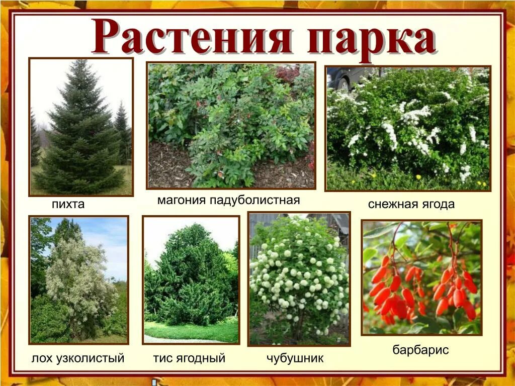 Растения кустарники названия и фото PPT - "Остановись, PowerPoint Presentation, free download - ID:4716243