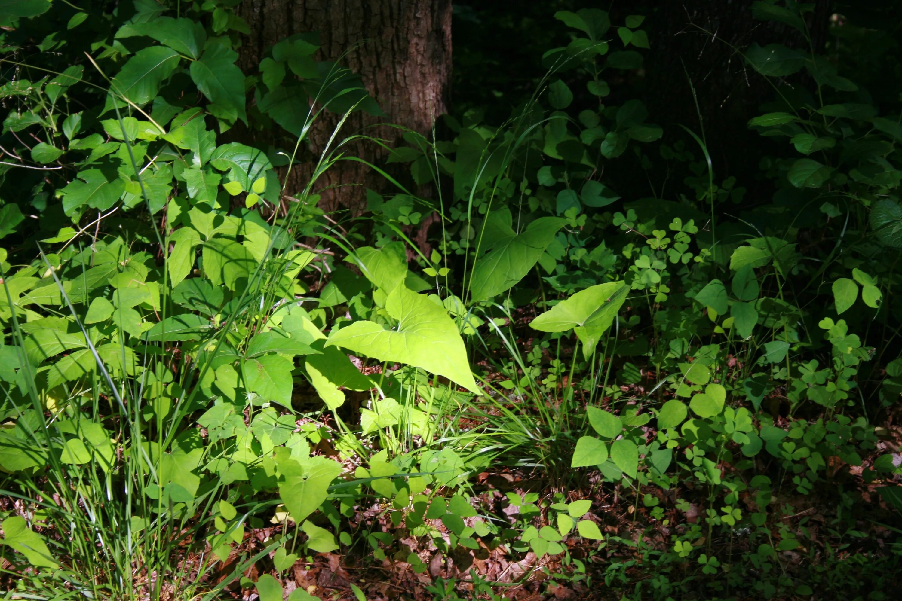 Растения леса фото Green forest floor in the light free image download