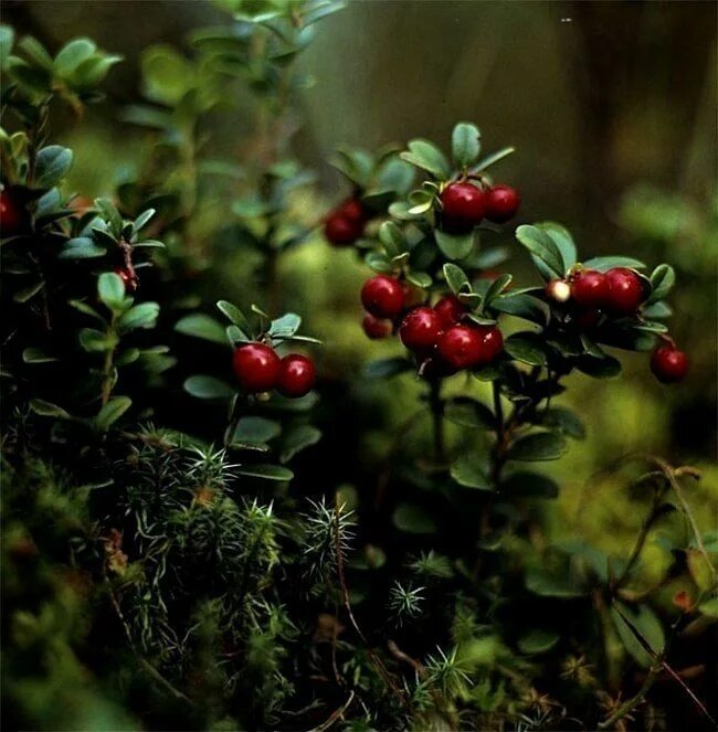 Растения леса фото Pin on Shamans - Rites Berries photography, Berries, Forest plants