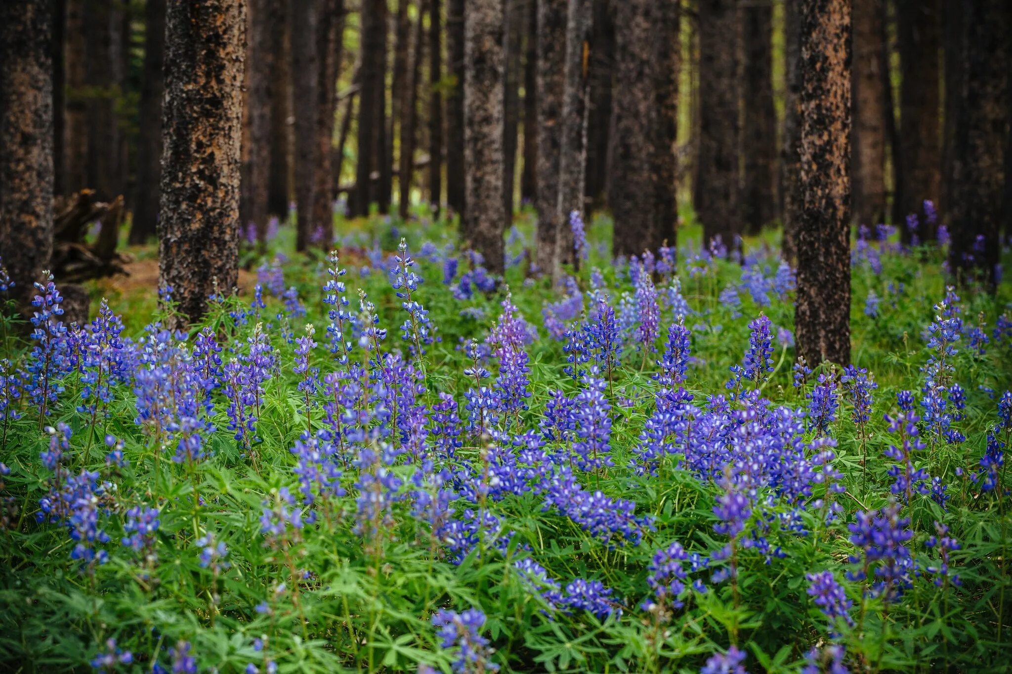 Растения леса фото названия Wallpaper : forest, flowers, garden, nature, plants, flower, flora, meadow, wild