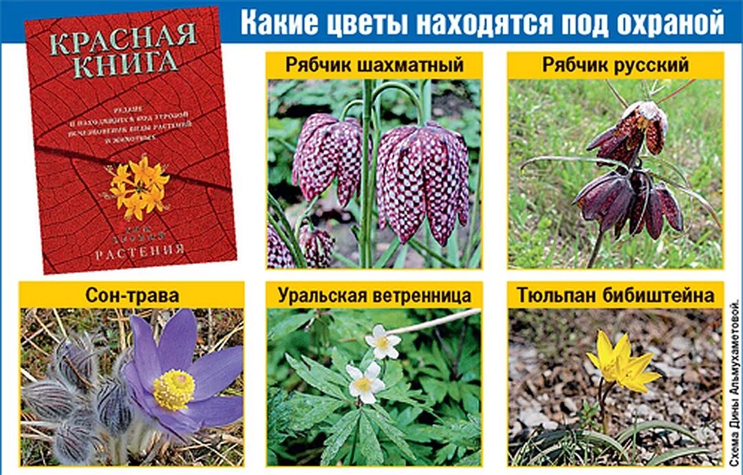 Растения международной красной книги фото Красная книга республики татарстан - красные книги приволжского федерального окр