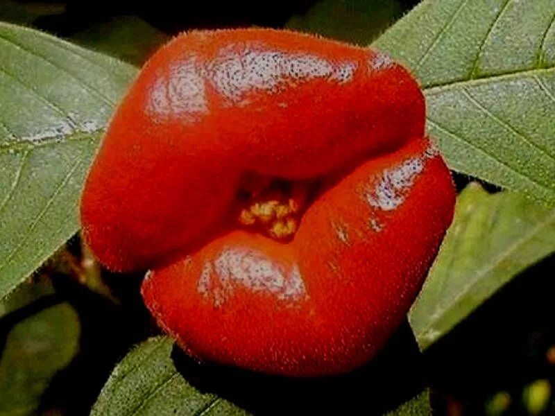 Растения мира фото и названия Psychotria elata (Hot Lips) - World of Flowering Plants Strange flowers, Weird p