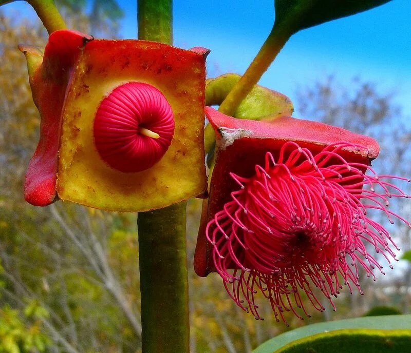 Растения мира фото и названия Eucalyptus tetraptera - Four-winged Mallee Unusual flowers, Strange flowers, Rar