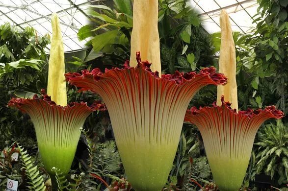 Растения мира фото и названия NixPages: TITAN ARUM Trees to plant, Carrion flower, Corpse flower bloom