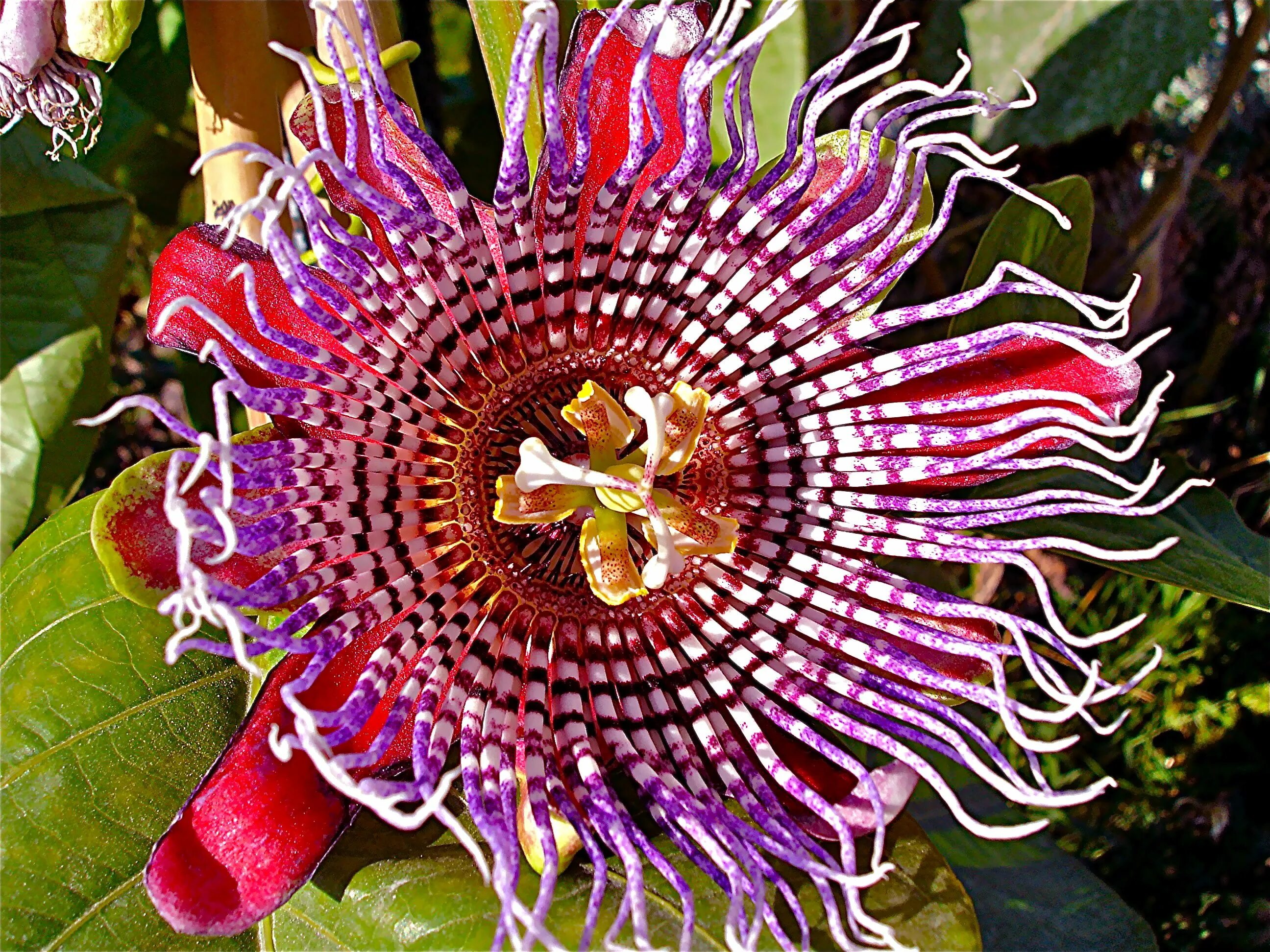 Растения мира фото и названия Los cuidados de las Passiflora