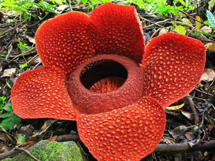 Растения мира фото и названия Rafflesia arnoldii (Corpse Flower) - World of Flowering Plants Rare flowers, Cor