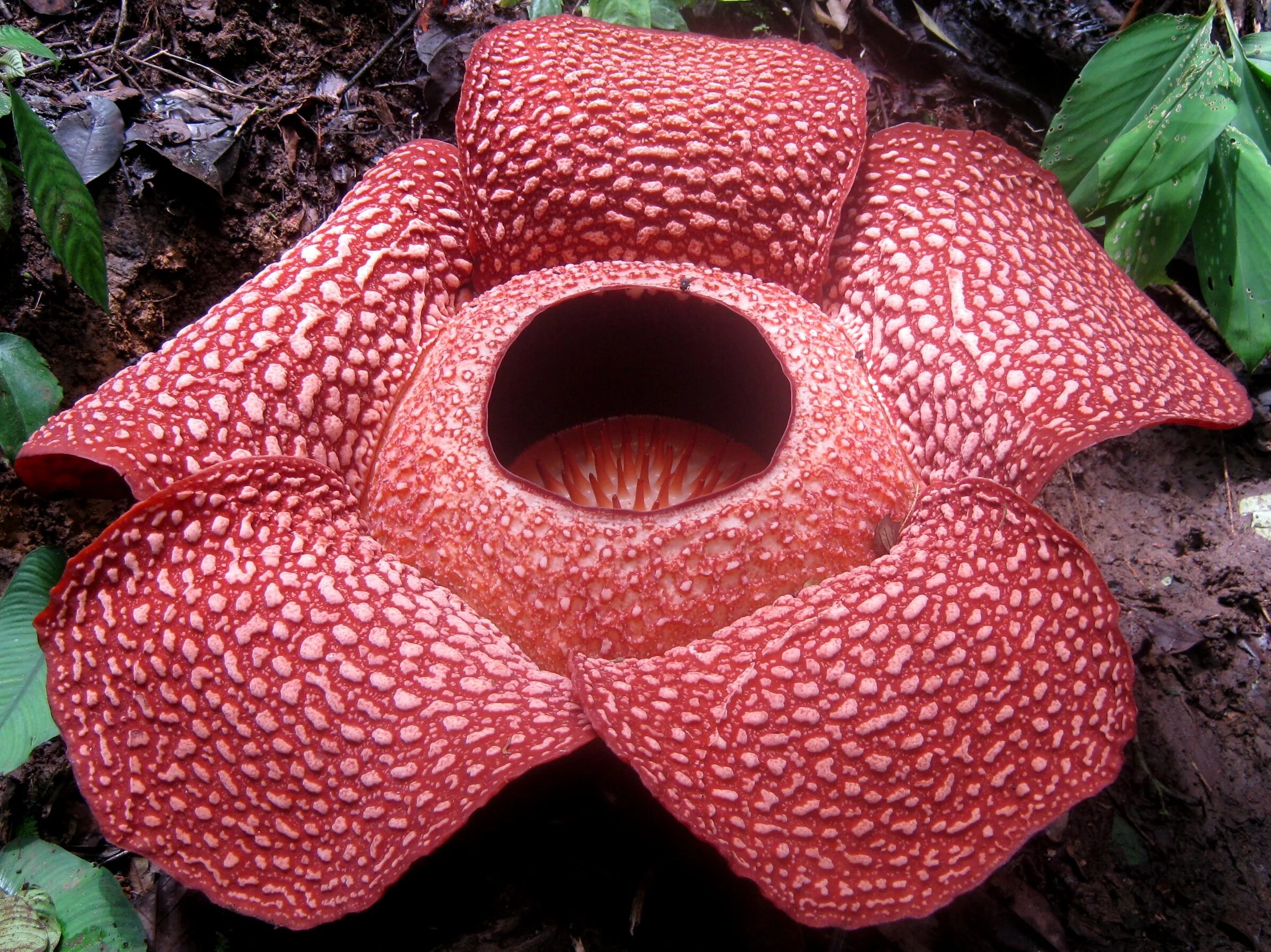 Растения мира фото и названия File:Rafflesia arnoldi 2013-12-31 21-48.JPG - Wikipedia