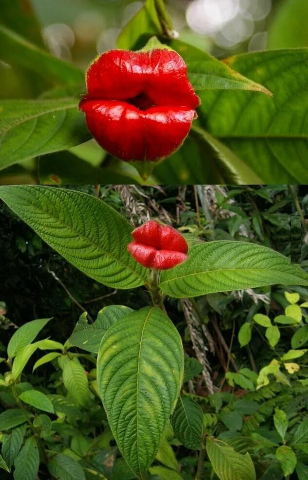 Растения мира фото и названия Top 10 Lovely Flowers That Smile All The Year Hot lips plant, Strange flowers, F