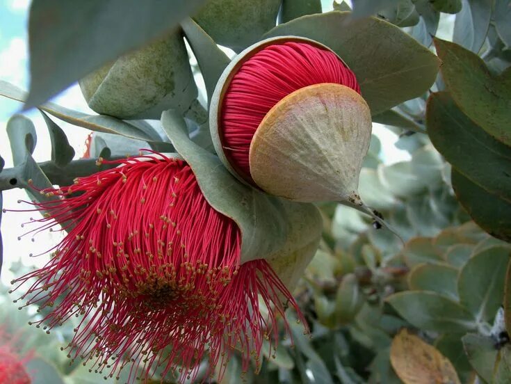 Растения мира фото и названия Mottlecah Eucalyptus macrocarpa subsp. elachant