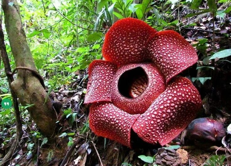 Растения мира фото и названия Великан среди цветов Corpse flower, Unusual flowers, Rare flowers