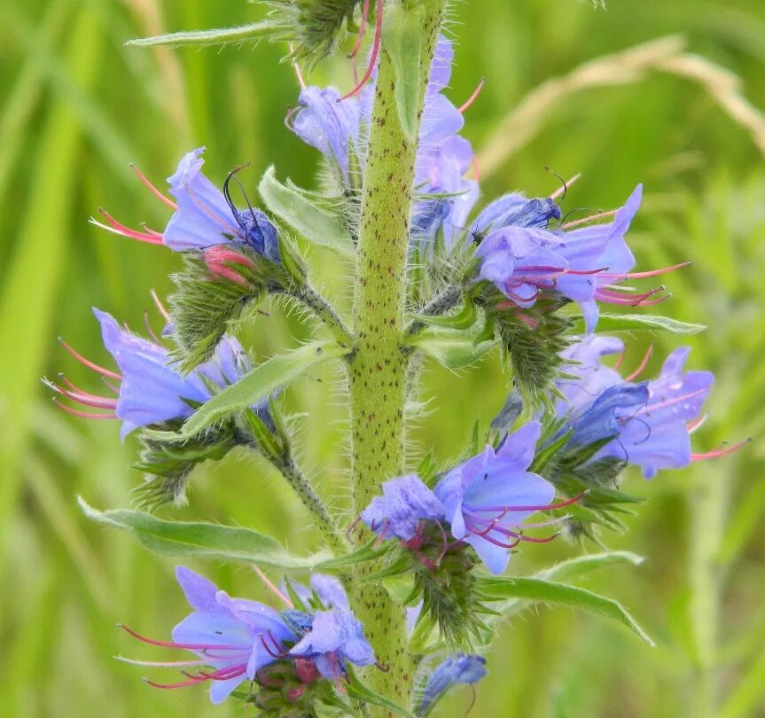 Растения московской области фото Echium vulgare - Image of an specimen - Plantarium