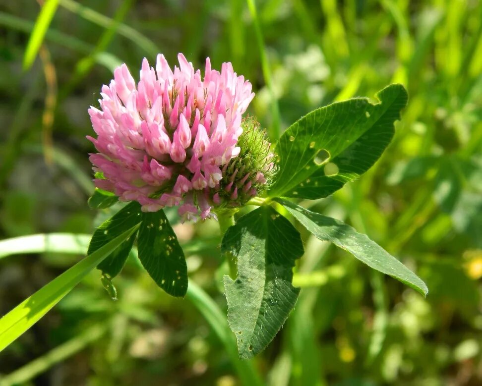 Растения московской области фото Trifolium pratense - Image of an specimen - Plantarium