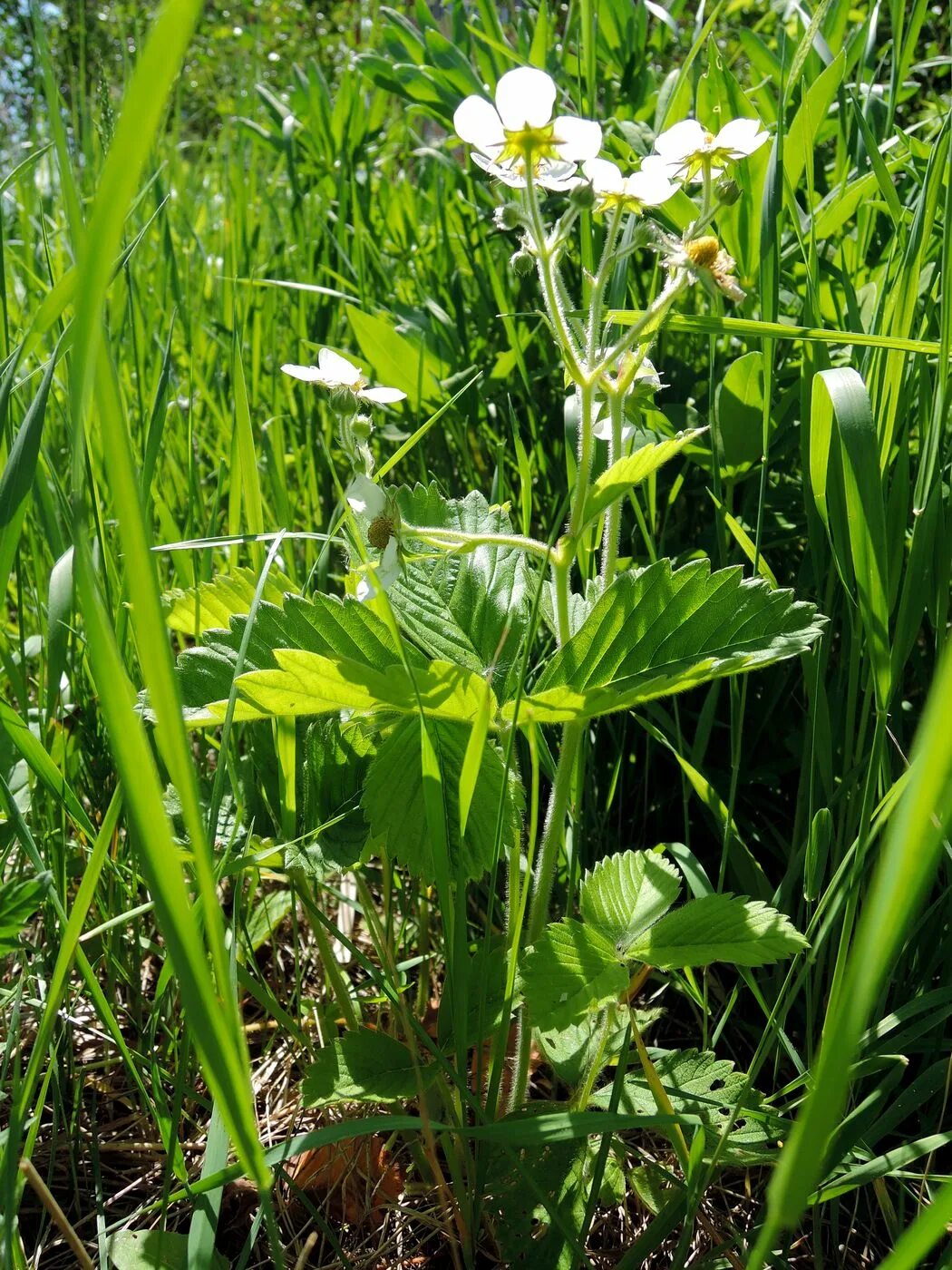 Растения московской области фото Fragaria moschata - Image of an specimen - Plantarium