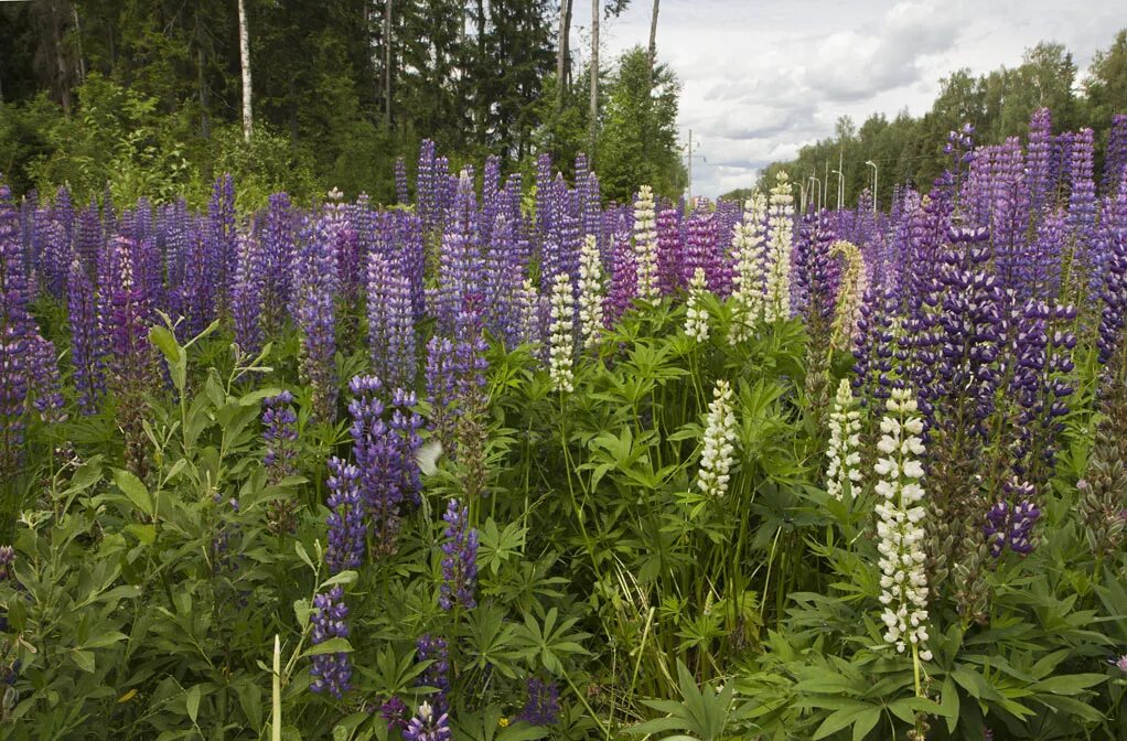 Растения московской области фото Lupinus × regalis - Image of an specimen - Plantarium