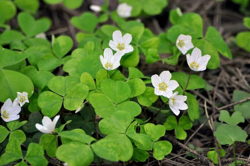 Растения московской области фото Oxalis acetosella - Image of an specimen - Plantarium