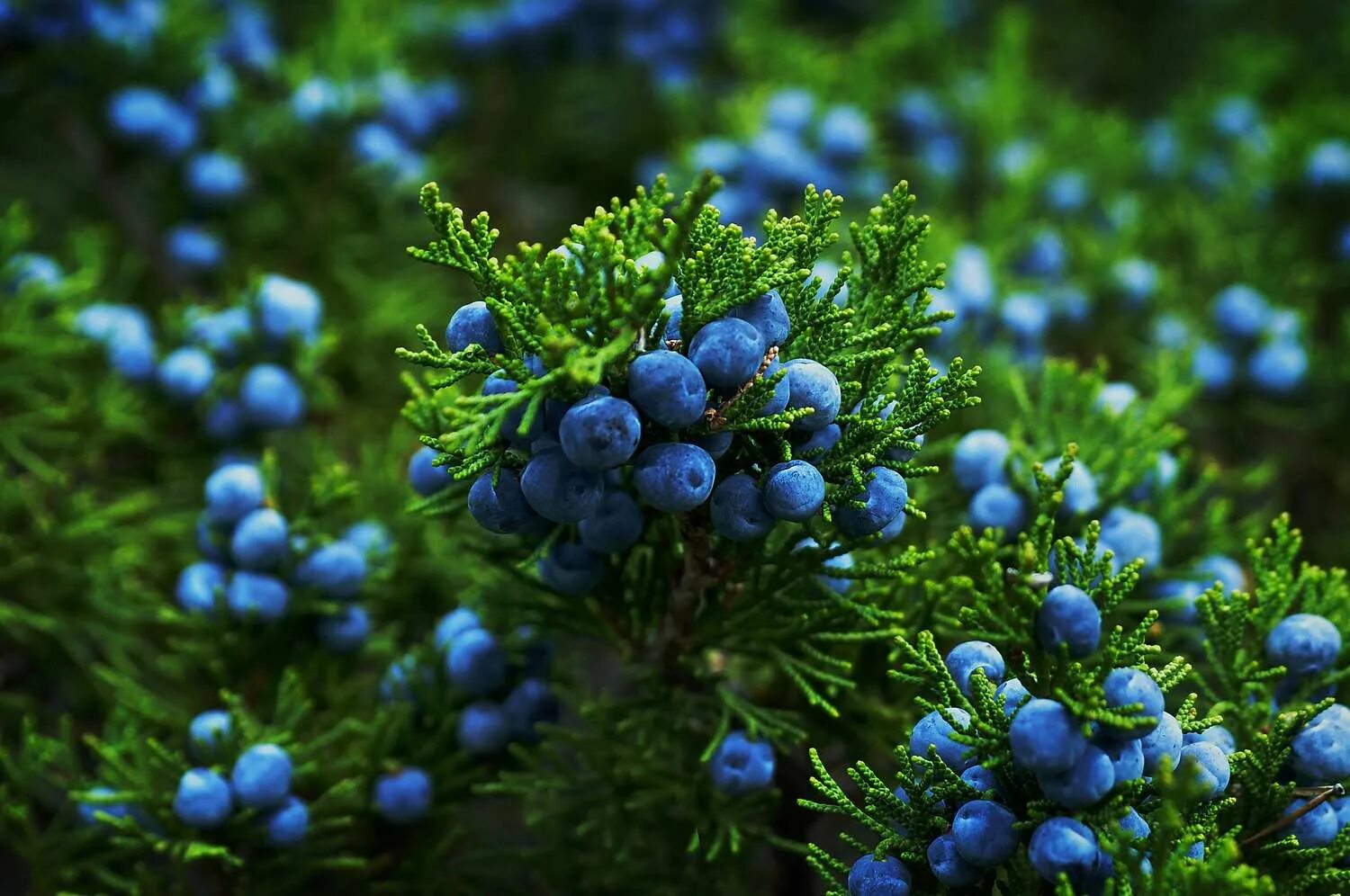 Растения можжевельник описание и фото Identifying Juniper Trees and Shrubs