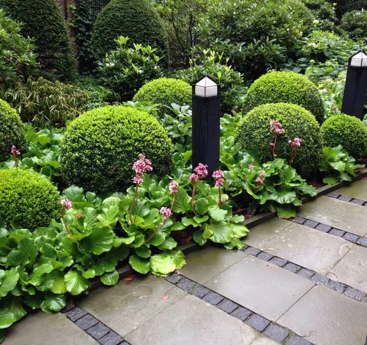 Растения на дачном участке фото bergenia and boxwood Garden design, Landscaping plants, Garden borders