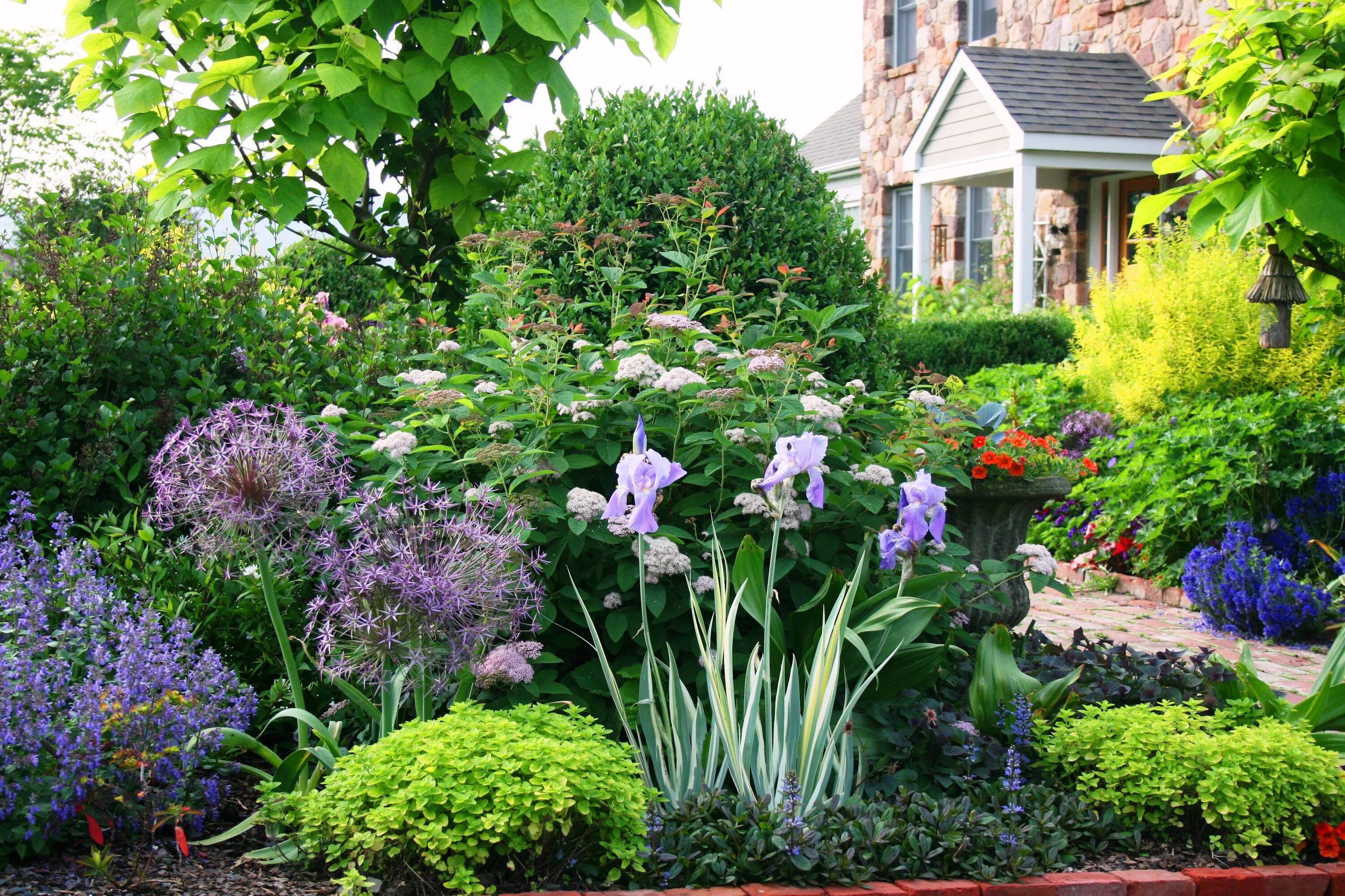 Растения на дачном участке фото Garden Plants Oppidan Library