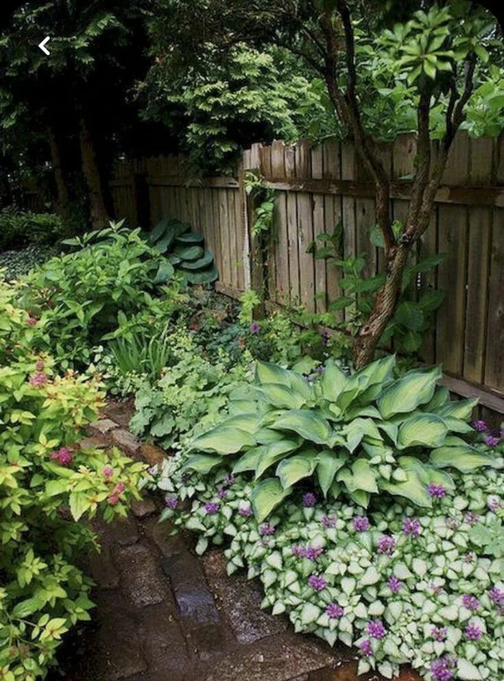 Растения на дачном участке фото Pin by Val Thar on Landscaping Shade garden design, Shade garden, Shade garden p